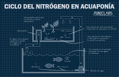 Infografía: Ciclo de nutrientes en un sistema acuapónico