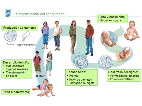 Esquema sobre las etapas de crecimiento de un gazapo: desde el nacimiento hasta el destete