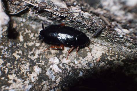 Esquema de las características físicas de la cucaracha negra adulta