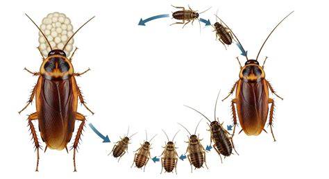 Diagrama del ciclo de vida de la cucaracha negra (huevo, ninfa, adulto)
