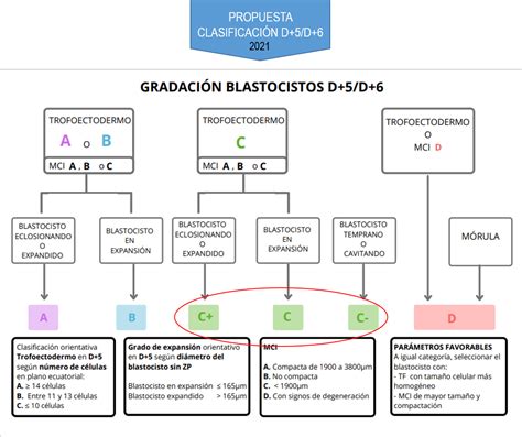 Tabla o diagrama que muestre la clasificación de blastocistos según Gardner, con ejemplos de MCI y trofoectodermo