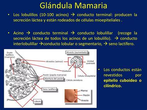 Esquema de las glándulas mamarias masculinas y femeninas comparadas