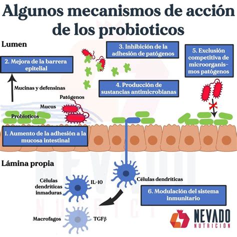 Esquema de los mecanismos de acción de los probióticos en el intestino