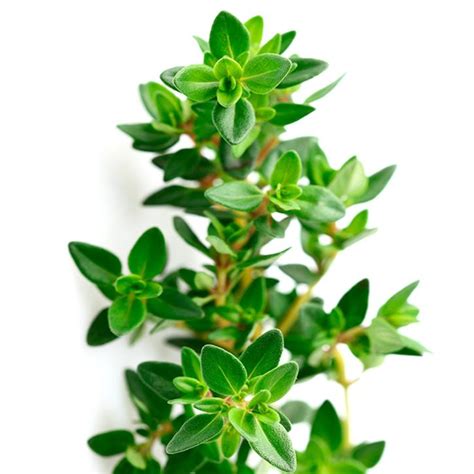 Planta de tomillo con sus hojas y flores características