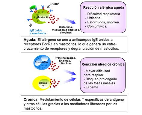Diagrama de reacción alérgica en el intestino de un bebé