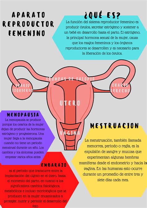 Infografía detallando las estructuras del sistema reproductor femenino afectadas por la infertilidad.