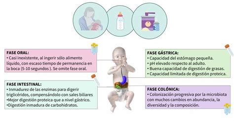 Esquema ilustrativo del sistema digestivo del lactante mostrando la acumulación de burbujas de aire.