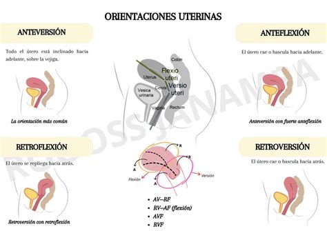 Esquema anatómico que muestra el crecimiento del útero, la presión sobre la vejiga y la posición del feto en el tercer trimestre.
