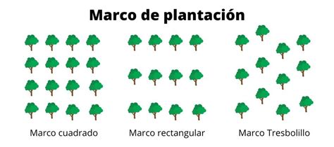 Diagrama que ilustra el marco de plantación en un cultivo arbóreo