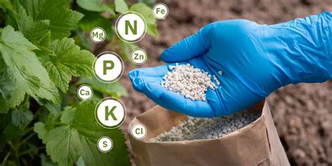 Esquema de aplicación de fertilizantes en el olivo