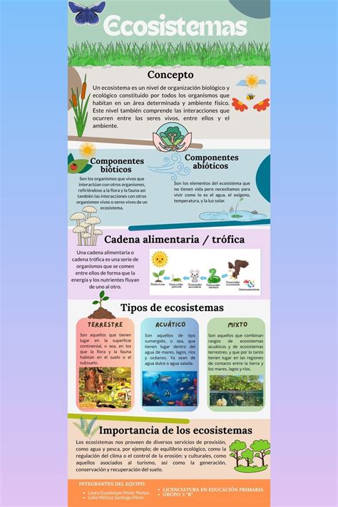 Infografía sobre los componentes de un ecosistema y las cadenas tróficas.