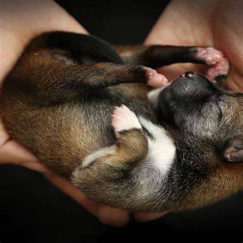 Esquema de cómo sostener y estimular a un cachorro recién nacido para la respiración.