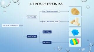 Ilustración comparativa de diferentes tipos de esponjas de baño (naturales y sintéticas)