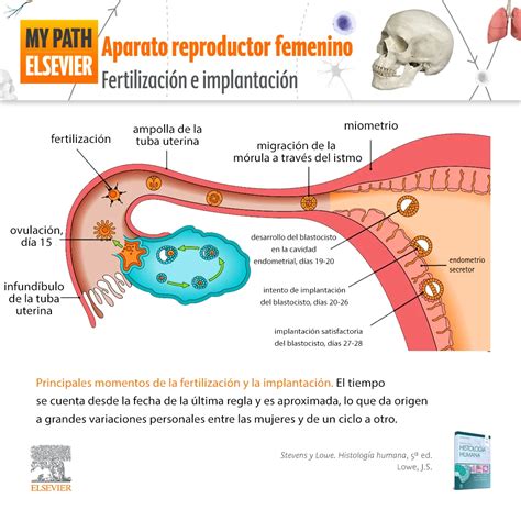 diagrama del aparato reproductor masculino y femenino con las posibles causas de infertilidad señaladas
