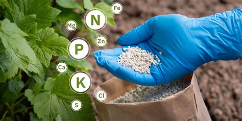 Infografía: Tipos de fertilizantes y su aplicación en la agricultura