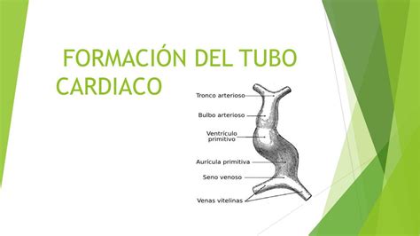 Esquema de la formación del tubo cardíaco a partir de los islotes angiogénicos y su posterior plegamiento en el embrión.