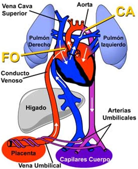 Diagrama de la anatomía del corazón fetal y los cortocircuitos (foramen oval y conducto arterioso).