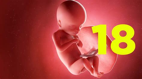 Foto de mujer embarazada de 18 semanas mostrando una barriga de tamaño moderado