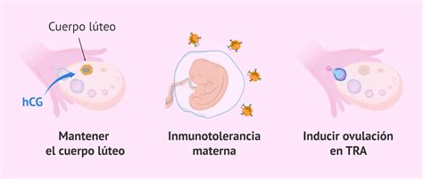 Esquema explicativo sobre cómo la hormona hCG es detectada por los anticuerpos en una tira reactiva de orina.
