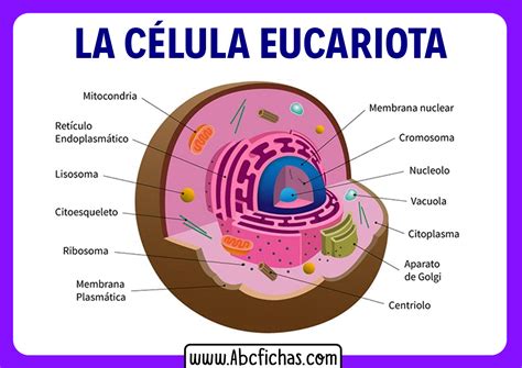 Esquema detallado de una célula eucariota señalando el núcleo, mitocondrias, retículo endoplasmático y aparato de Golgi.