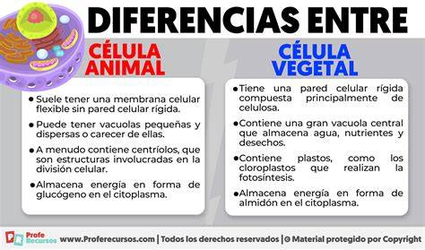 Infografía comparativa: diferencias estructurales entre una célula animal (con centríolos) y una célula vegetal (con pared celular y cloroplastos).