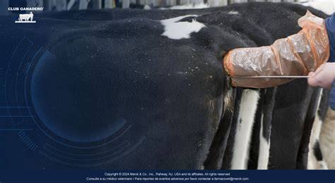 Ilustración del proceso de inseminación artificial en una vaca mostrando la inserción del catéter