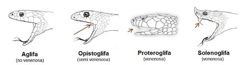 Esquema comparativo de los cuatro tipos de dentición en serpientes: aglifa, opistoglifa, proteroglifa y solenoglifa.