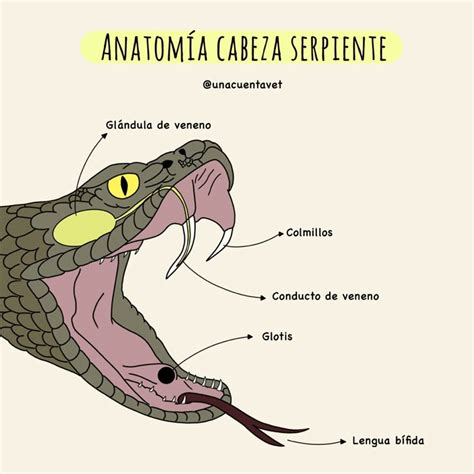 Diagrama detallado de la cabeza de una serpiente que ilustra las glándulas venenosas, los colmillos y la articulación mandibular.