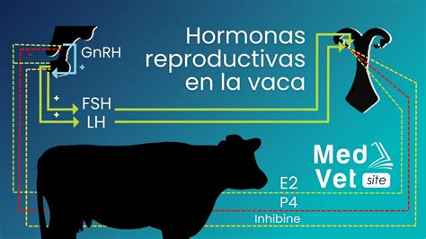 Esquema de las hormonas reproductivas en la vaca durante el ciclo estral y la gestación