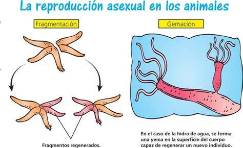 Esquema de reproducción asexual por gemación e fragmentación en animales