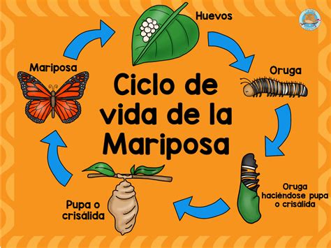 Infografía del ciclo de vida de una mariposa (metamorfosis)