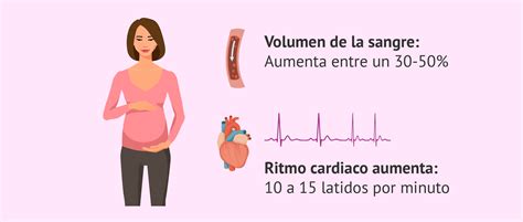 Esquema de los cambios hemodinámicos y el incremento del gasto cardíaco en el sistema cardiovascular materno durante los tres trimestres del embarazo.