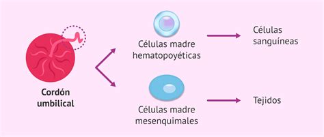 Esquema de las células madre del cordón umbilical y sus potenciales diferenciaciones