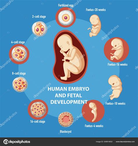 Esquema de las etapas iniciales del desarrollo embrionario humano, mostrando las primeras 3 semanas