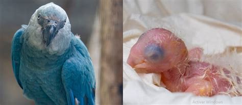 polluelo de guacamayo siendo alimentado con jeringa de sonda blanda