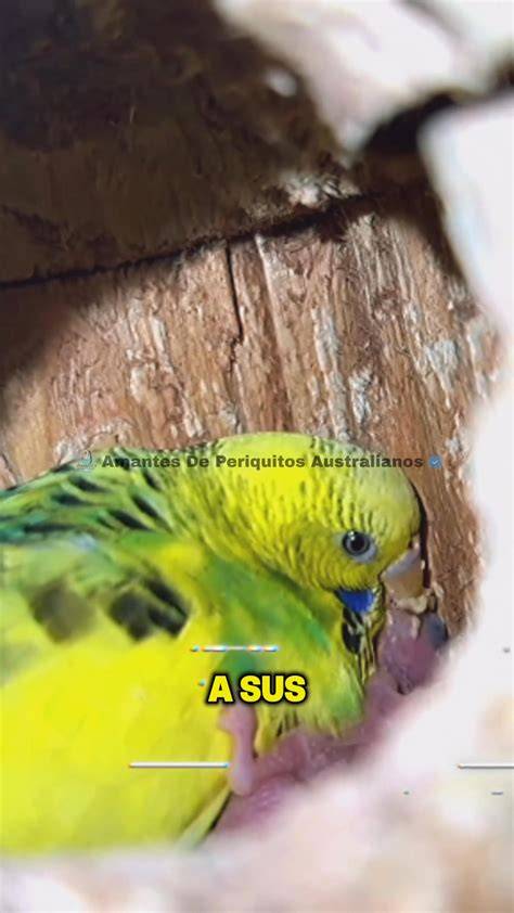 Foto de una osa con sus crías recién nacidas en una madriguera