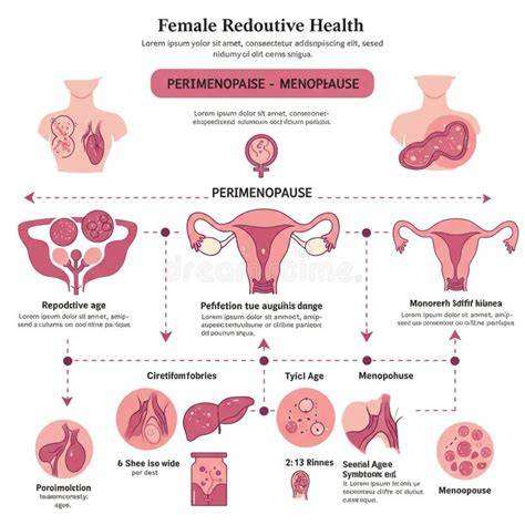 Esquema de las etapas de la vida reproductiva de la mujer