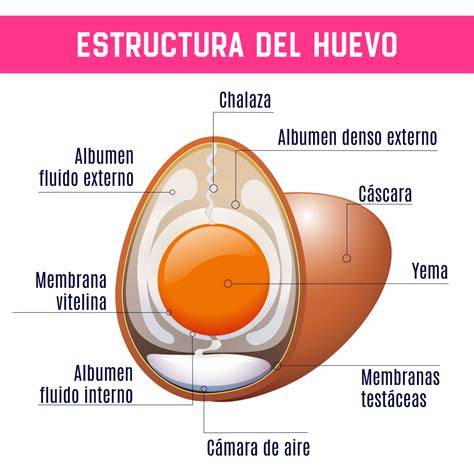 Diagrama de un huevo fértil con sus componentes: cáscara, membrana de la cáscara, cámara de aire, albúmina, chalaza, yema, disco germinal