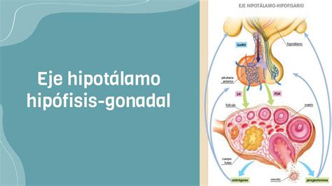 Diagrama del eje hipotalámico-hipofisario-gonadal