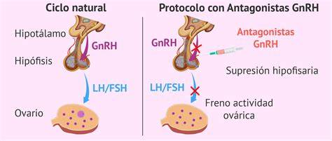 Infografía comparando el mecanismo de acción de agonistas y antagonistas de la GnRH