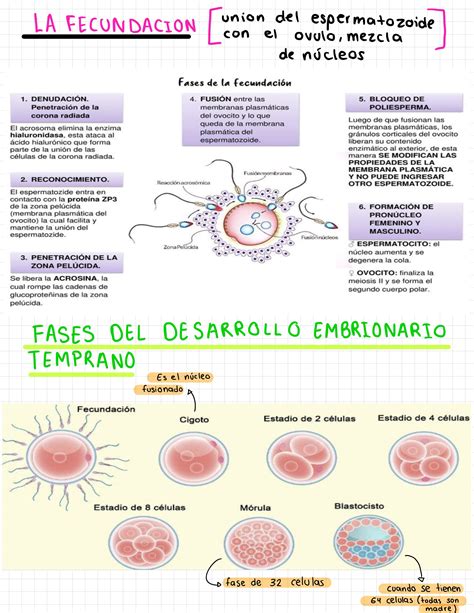 Diagrama de las etapas de la fecundación
