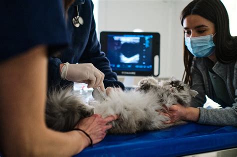 Gata embarazada recibiendo atención veterinaria