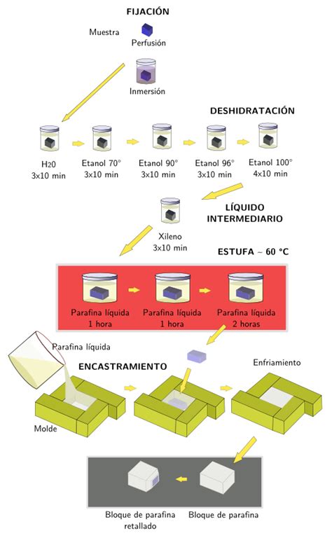 Diagrama de flujo que muestra las etapas: Fijación, Deshidratación, Aclarado, Infiltración e Inclusión en parafina.