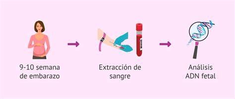 Esquema de cómo el ADN fetal circula en la sangre materna para el test NIPT