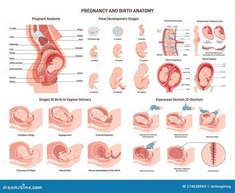 Esquema de la anatomía respiratoria de la mujer embarazada con el útero en crecimiento desplazando el diafragma