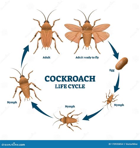 Esquema del ciclo de vida de la cucaracha americana (huevo, ninfa, adulto)
