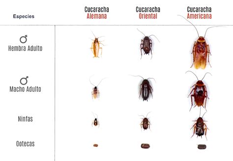Foto de ninfas de cucaracha americana en diferentes estadios de desarrollo