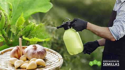Mano aplicando una solución de ajo pulverizada sobre una hoja de planta