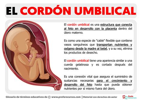 Diagrama que ilustra diferentes tipos de enrollamiento del cordón umbilical alrededor del feto.