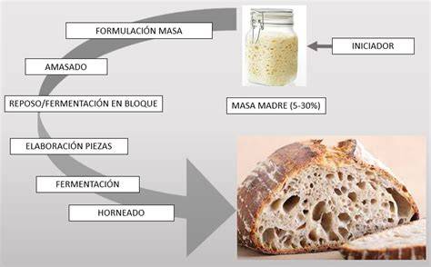 Infografía mostrando los ingredientes básicos de la masa madre (harina y agua) y su proceso de fermentación